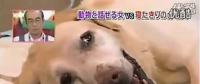 要讓人類聽懂動物的語言，AI還需克服哪些難題？