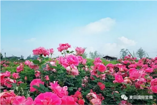 麥田國(guó)際——麥田里的守望者，“互聯(lián)網(wǎng)+農(nóng)業(yè)”的先行者