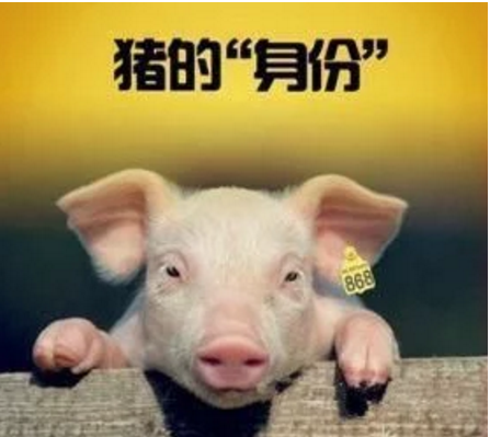 智能化養(yǎng)豬系統(tǒng)，現(xiàn)代化農(nóng)業(yè)發(fā)展之路