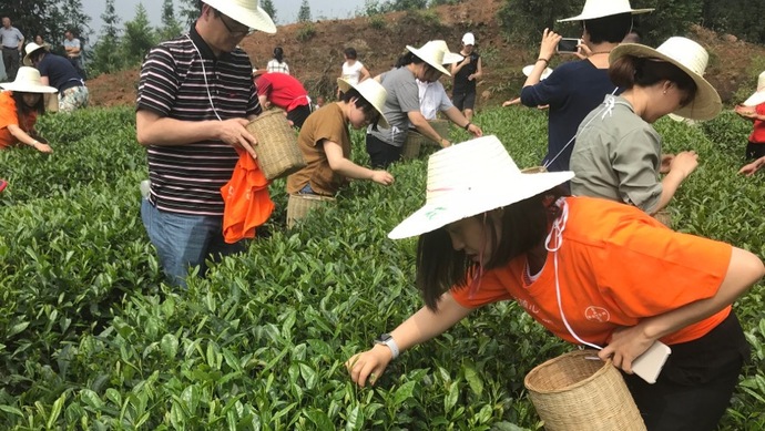 這片北緯30°的優(yōu)質(zhì)茶園，探索了產(chǎn)業(yè)扶貧擁抱“互聯(lián)網(wǎng)+“新路