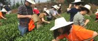 這片北緯30°的優(yōu)質(zhì)茶園，探索了產(chǎn)業(yè)扶貧擁抱“互聯(lián)網(wǎng)+“新路