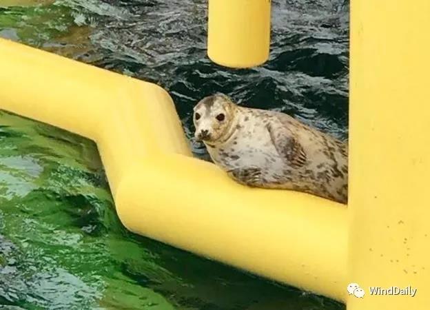 海上風(fēng)電破壞海洋生態(tài)？海豹：想多了！